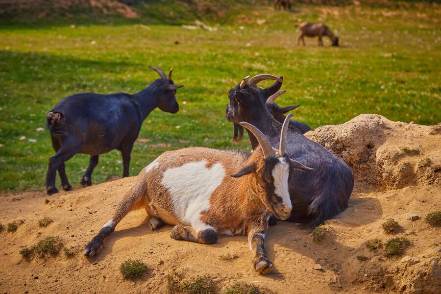 Camping Le Domaine d'Inly - Camping 5* de Pénestin - región Bretana - Photo 1