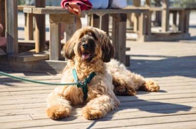 A holiday with your dog!