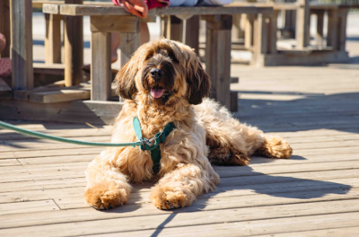 Vakantie met je hond!