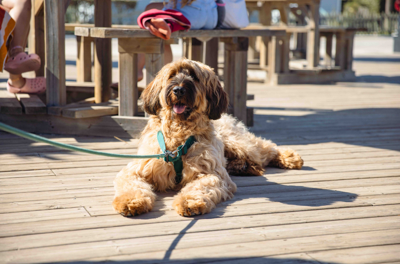 Vakantie met je hond!